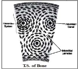 Animal Tissues | Science Class 9